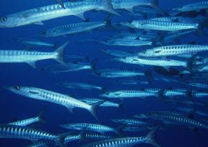 東横INN京王線東府中駅北口|東京都府中市の快適なビジネスホテルと予約のメリット