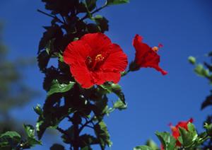 ビジネス旅行や観光に最適な東横INN熊本桜町バスターミナル前：快適さと利便性を兼ね備えた宿泊施設の詳細ガイド