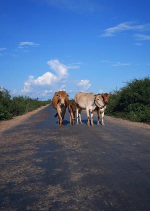 ウランバートル中心部に位置する快適なビジネスホテル｜東横INNウランバートルホテル【公式】