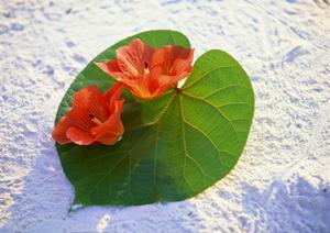 鹿児島中央駅から徒歩わずか2分！快適な滞在を提供する東横INN鹿児島中央駅東口の魅力と特徴
